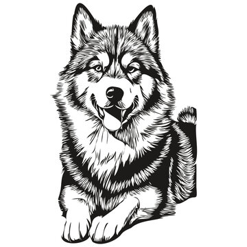 Malamute dog vector face drawing portrait, sketch vintage style transparent background realistic breed pet