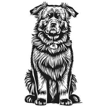 Newfoundland dog logo vector black and white, vintage cute dog head engraved realistic breed pet