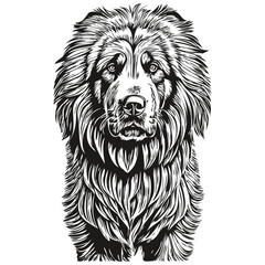 Tibetan Mastiff dog realistic pet illustration, hand drawing face black and white vector realistic breed pet