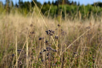 Dry field grass landscape, summer meadow