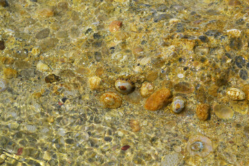 Naklejka na ściany i meble Stone surface with little shells in the water, sea surf with shells, reef under water