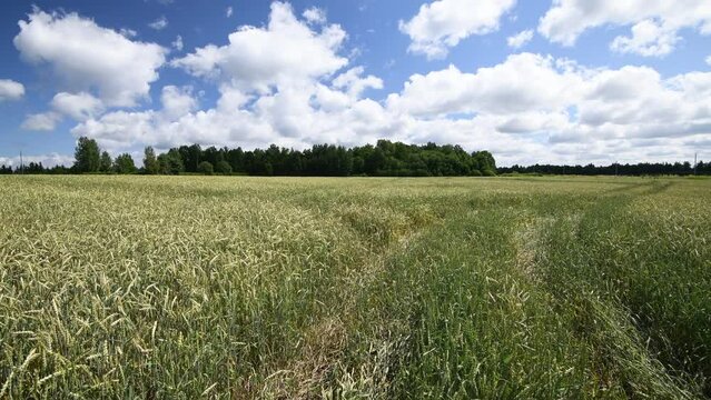 Agriculture field with waving wheat or rye plants at cloudy summer day