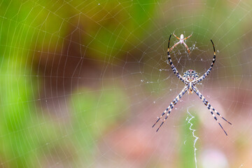 Lobed Argiope Spider Waiting for Prey in Spain - Wildlife Macro Photography Stock Photo