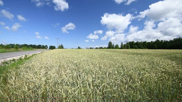 Agriculture field with waving wheat or rye plants at cloudy summer day