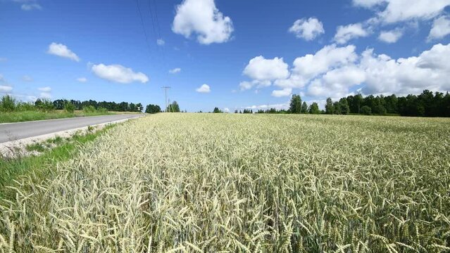 Agriculture field with waving wheat or rye plants at cloudy summer day