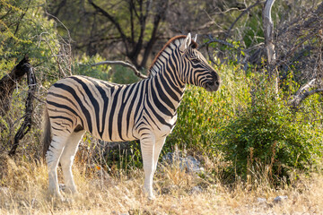 Close up image of a zebra, Equus quagga, or Equus burchellii in the shade beneath a tree.