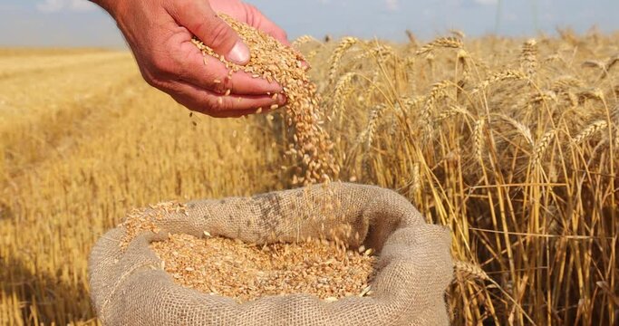 Wheat grain in a hand after good harvest of successful farmer, in a background agricultural machinery combine harvester working on the field, slow motion