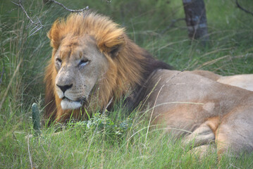 Africa- Close Up of a Wild Male Lion Resting Next to His Mate Under a Tree
