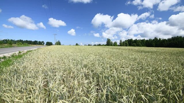 Agriculture field with waving wheat or rye plants at cloudy summer day