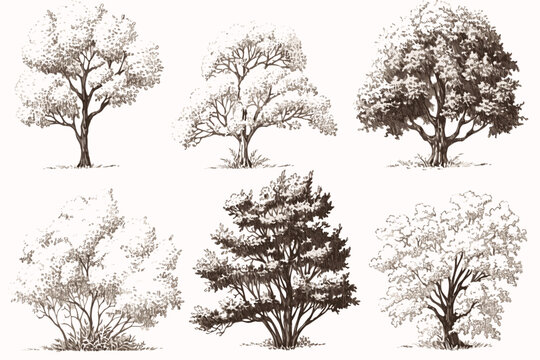 collection of trees set of trees vector
