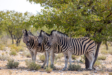 Fototapeta na wymiar 3 Zebra's, Equus quagga, or Equus burchellii in the shade beneath a tree.