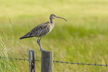 Curlew, Scientific name:  Numenius arquata.  Close up of an adult curlew stood on a fence post in natural farmland habitat, facing right.  Curlew are a declining species on the IUCN red list. - Powered by Adobe