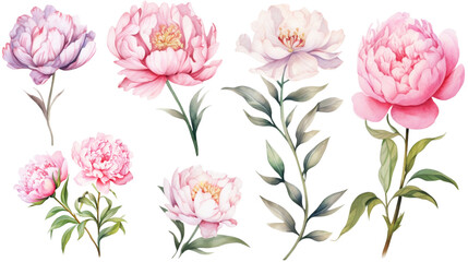 Set of watercolor fresh pink peony flowers. Generative AI - obrazy, fototapety, plakaty