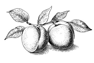 Peach or Apricot fruit hand drawn sketch in engraved style.