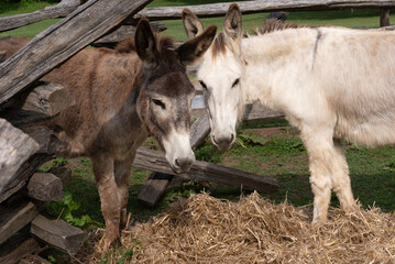 One white and one brown donkey eating hay.