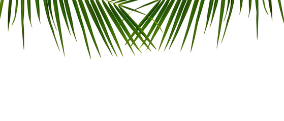 Green palm leaves on white transparent background
