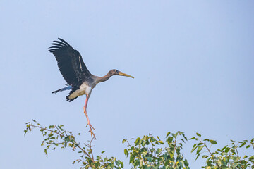A painted stork