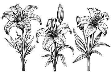 Monochrome black and white bouquet lily isolated on white background. Hand-drawn vector illsutration. - obrazy, fototapety, plakaty