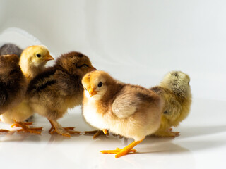 Small brown and yellow chickens get warm with space for text. Adorable little chicks for design decorative theme. Newborn poultry chicken beak on light background. Easter farm concept. Selective focus