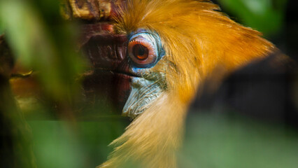 Eye of thte Blyth Hornbill
