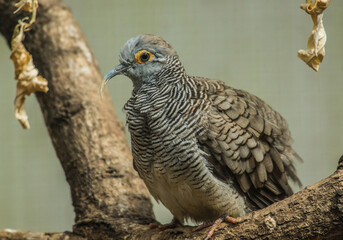 Grey Barred Dove