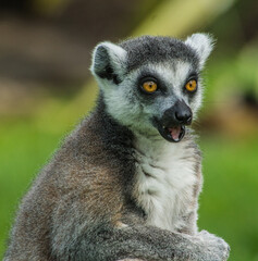 Fototapeta premium Lemur Looking Out