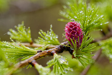 Water droplets on Larch tree bud and needles.