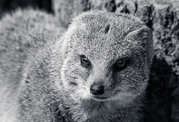 Mongoose