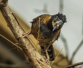 Poised Spotted Laughing Thrush