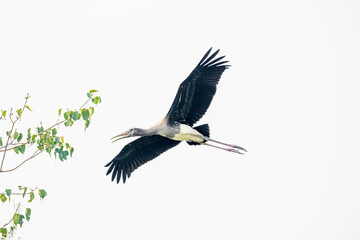 A Painted stork Calling