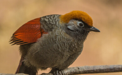 Perched red tailed laughing thrush