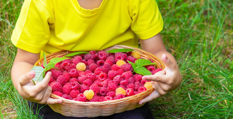 a child eats raspberries, raspberries in a bowl.