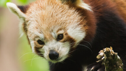 Red Panda Face