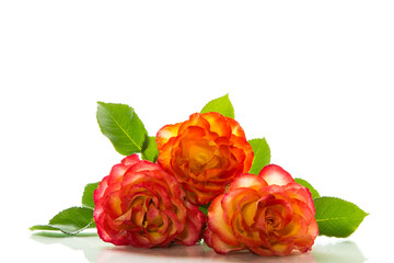 Naklejka premium red beautiful blooming rose on white background