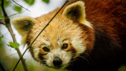 Red panda in a tree