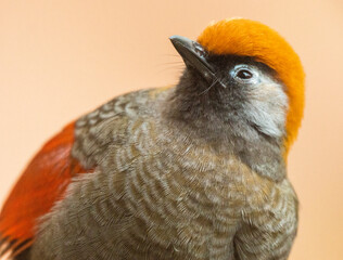 Red Tailed Laughing Thursh