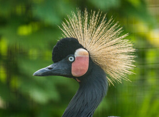 Showy Grey Crowned Crane