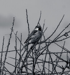 SMall Sparrow