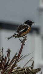 Small Stonechat