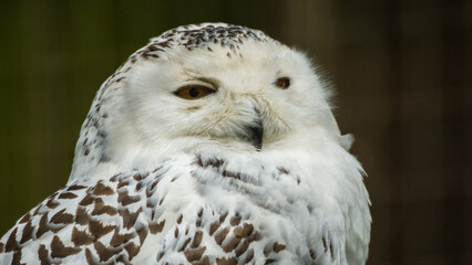 Snowly Owl Head
