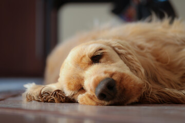 Cocker Spaniel © Jeremi