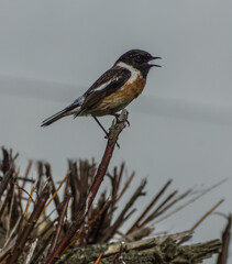Stonechat by the Sea