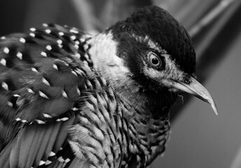 Spotted Laughing Thrush up Close