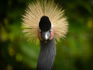 Starrig Grey Crowned Crane