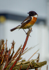Stonechat Perched