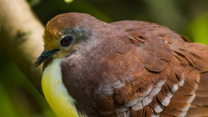 Zendia Dove Looking