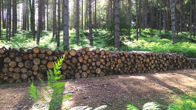 Log pile in the Forest
