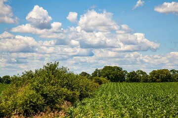 Country landscape with corn field