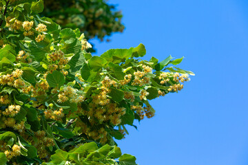 linden blossoms on branches and blue sky