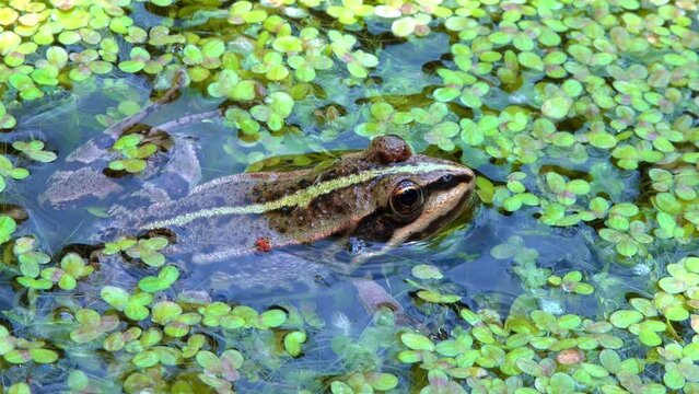 The marsh frog (Pelophylax ridibundus), frog in water among duckweed